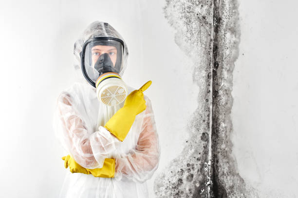 Best Water Damage & Mold Remediation  in USA